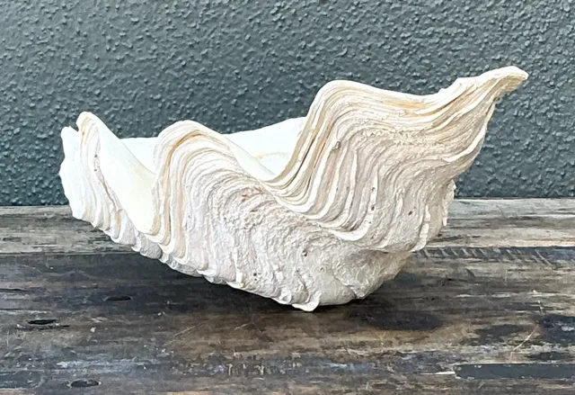 Vintage Gigas Giant Clamshell #5 — additional photo 7