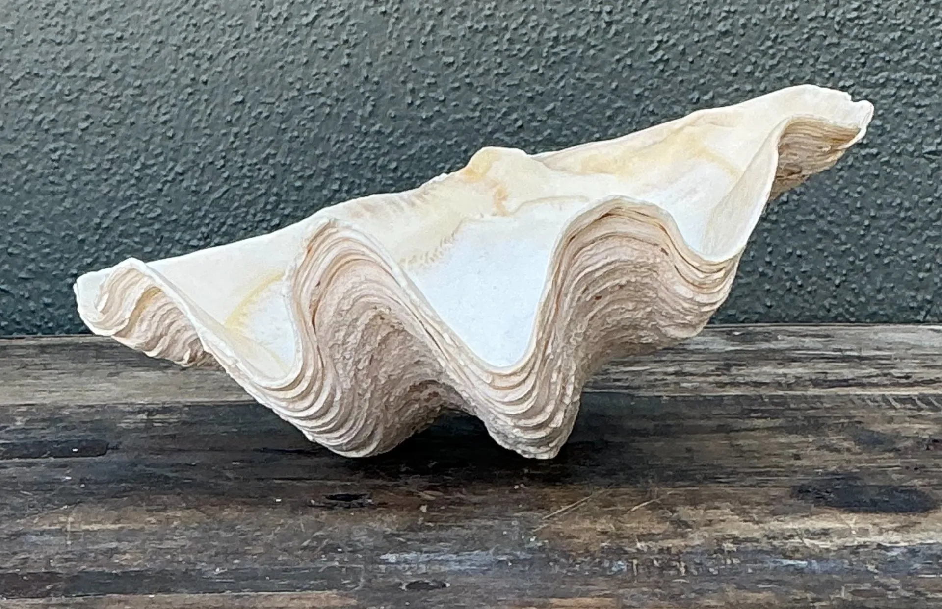 Vintage Gigas Giant Clamshell #5 — additional photo 1