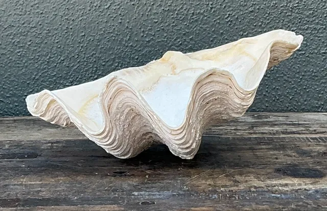 Vintage Gigas Giant Clamshell #5 — additional photo 1
