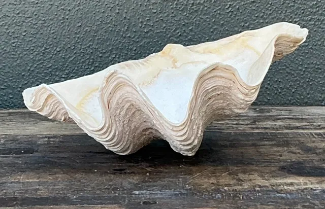 Vintage Gigas Giant Clamshell #5 — additional photo 8