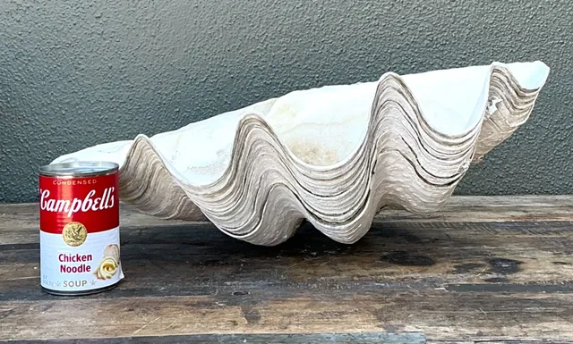 Vintage Gigas Giant Clamshell #6 — additional photo 6