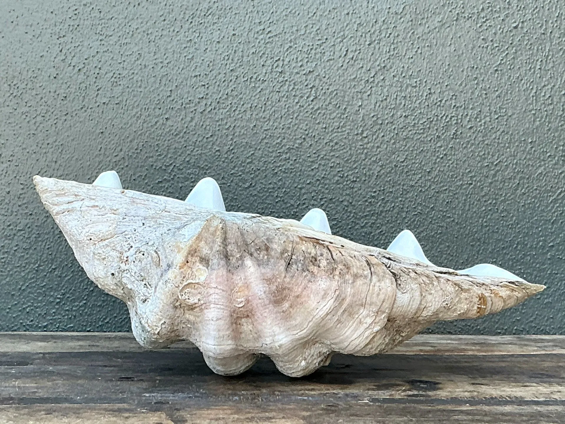 Vintage Gigas Giant Clamshell #6 — additional photo 2