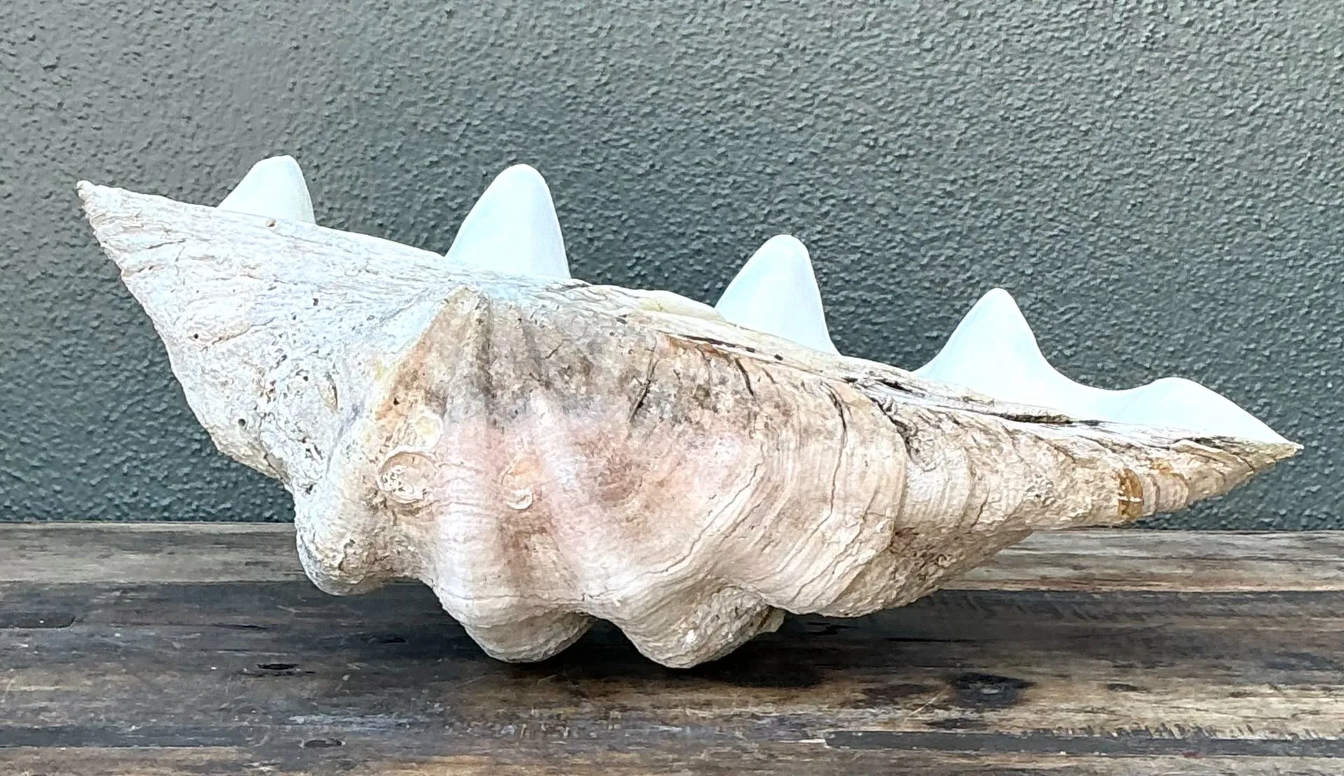 Vintage Gigas Giant Clamshell #6 — additional photo 3