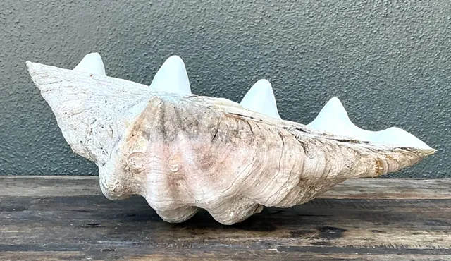 Vintage Gigas Giant Clamshell #6 — additional photo 3