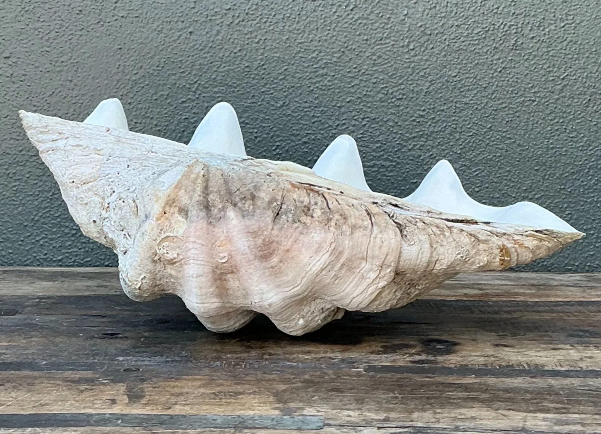 Vintage Gigas Giant Clamshell #6 — additional photo 4