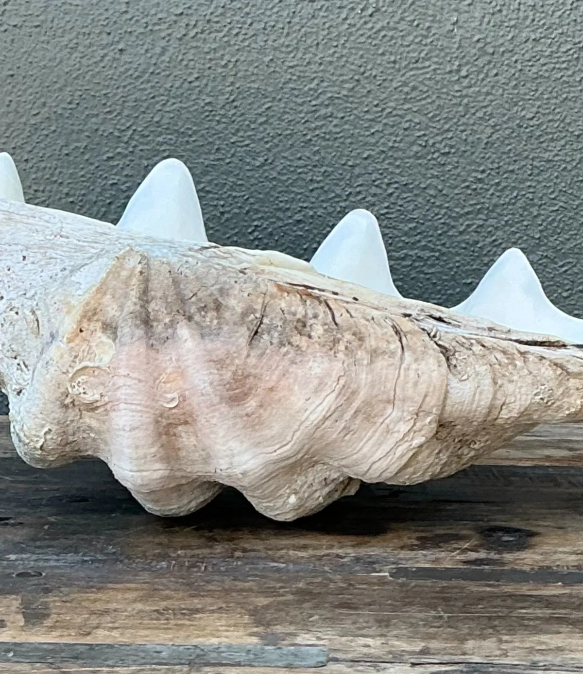 Vintage Gigas Giant Clamshell #6 — additional photo 4