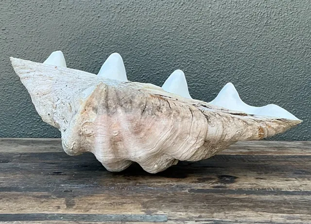 Vintage Gigas Giant Clamshell #6 — additional photo 4
