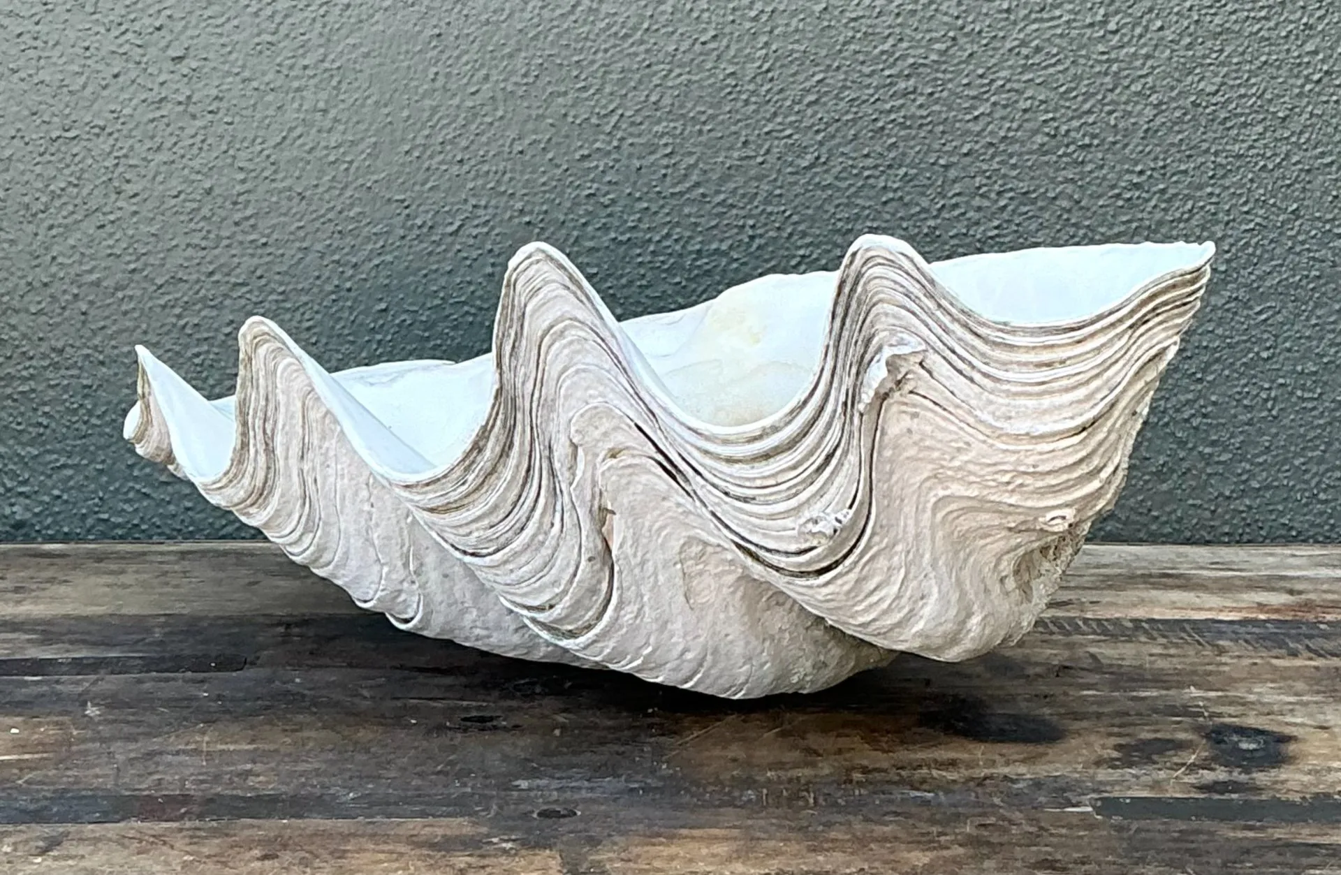 Vintage Gigas Giant Clamshell #6 — additional photo 5