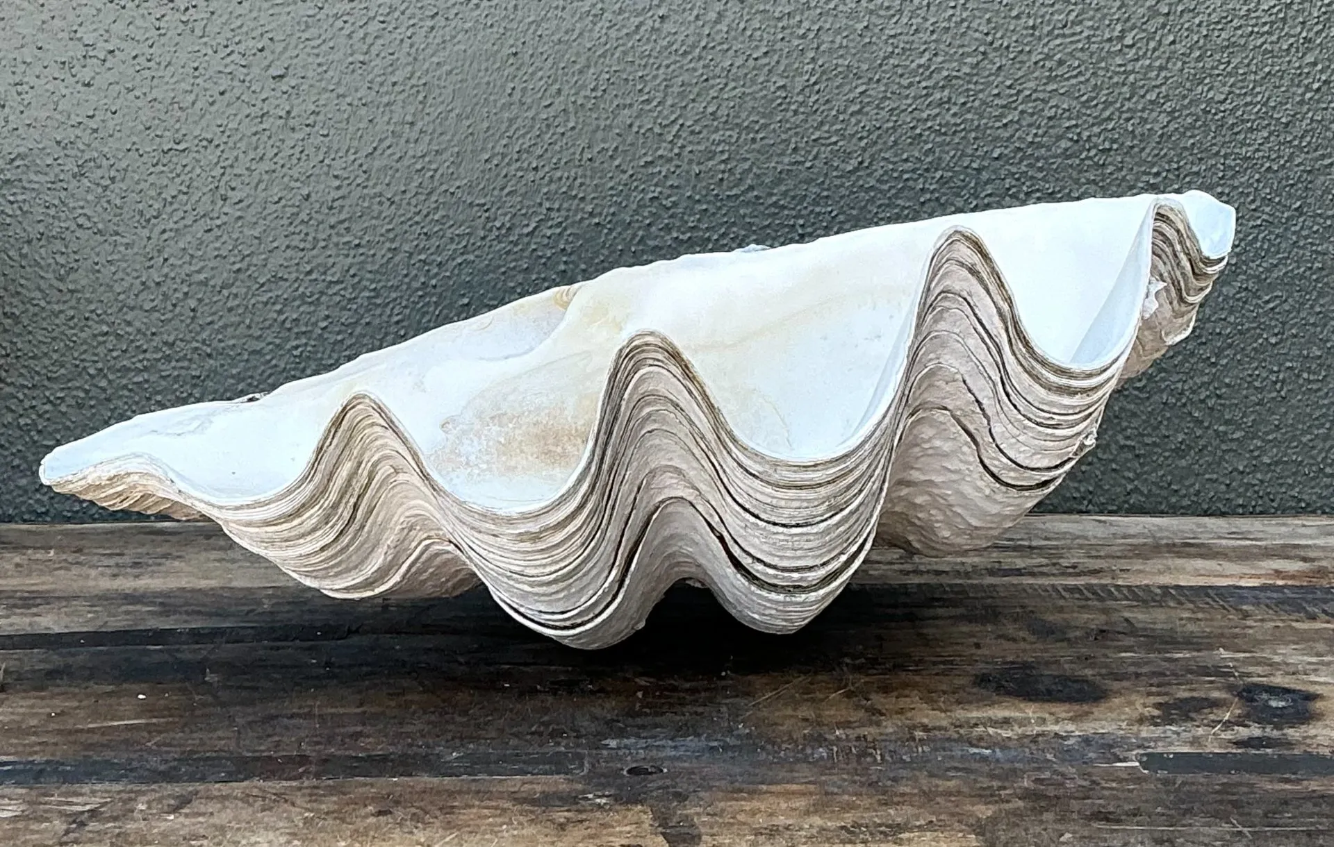 Vintage Gigas Giant Clamshell #6 — additional photo 1