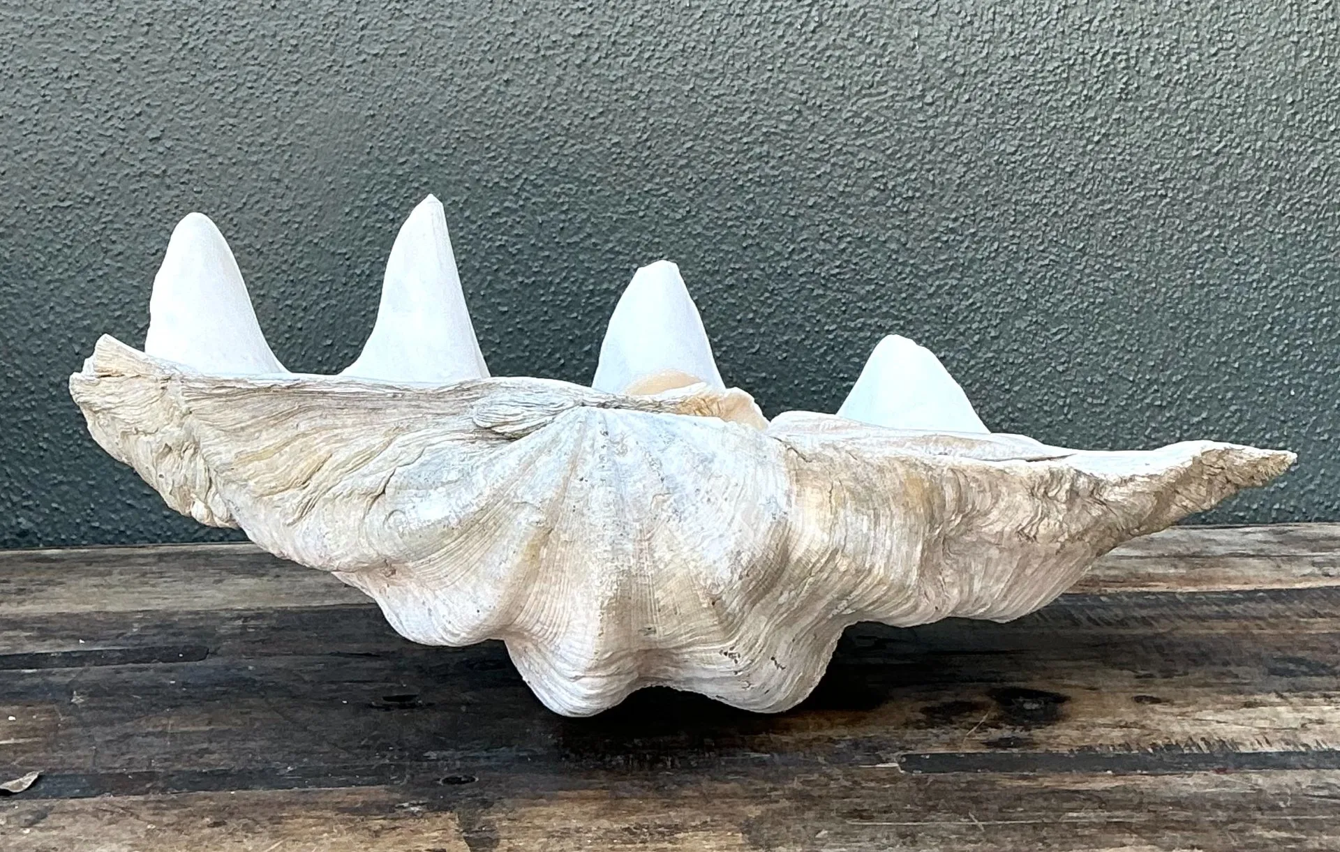Vintage Gigas Giant Clamshell #7 — additional photo 2