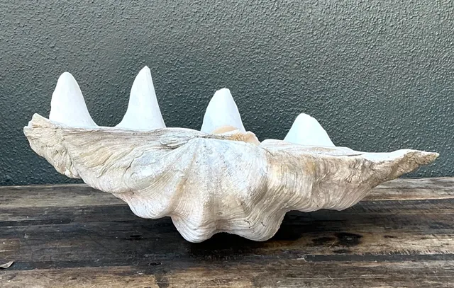 Vintage Gigas Giant Clamshell #7 — additional photo 2