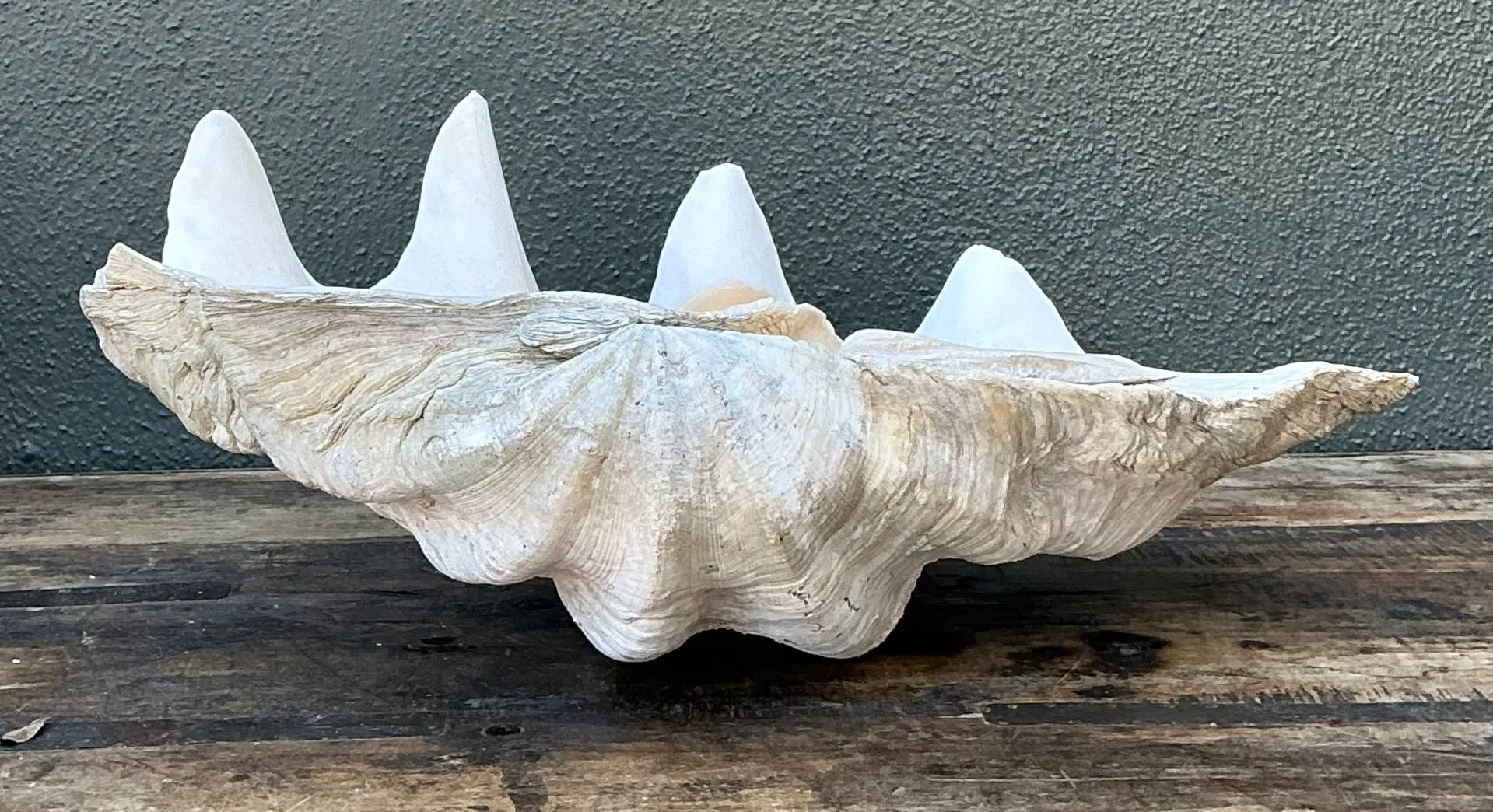 Vintage Gigas Giant Clamshell #7 — additional photo 3