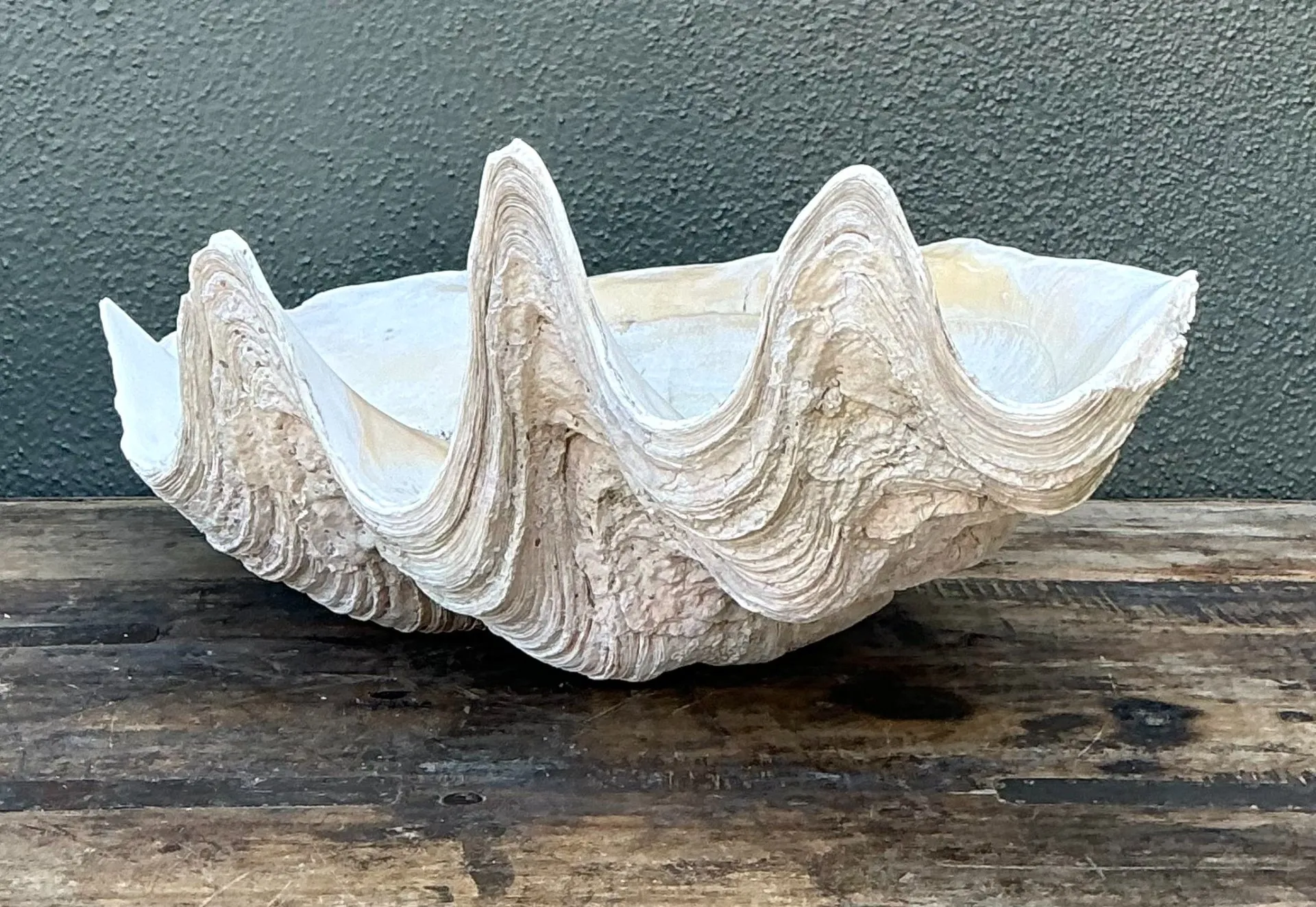Vintage Gigas Giant Clamshell #7 — additional photo 1