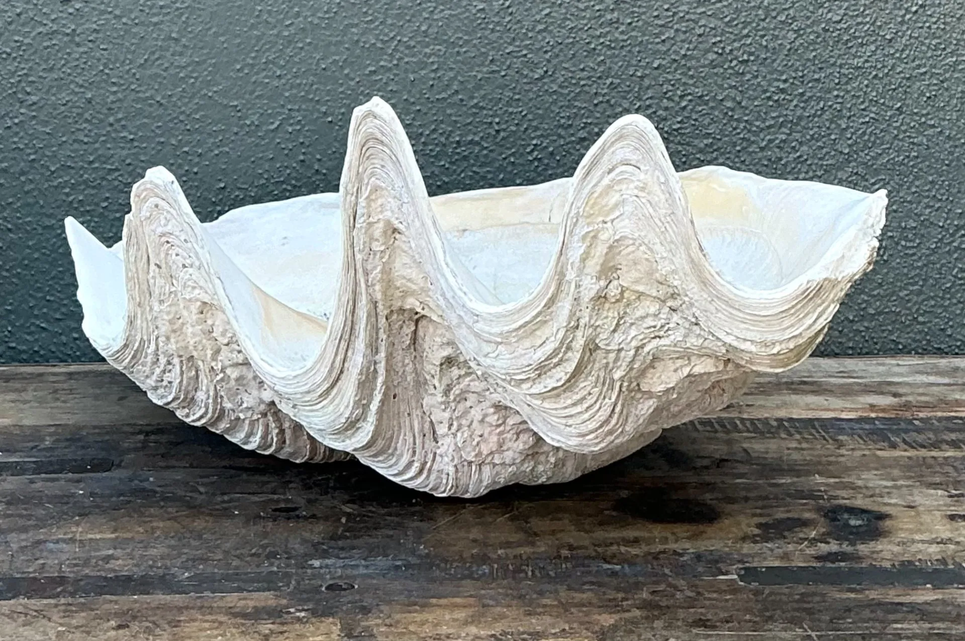 Vintage Gigas Giant Clamshell #7 — additional photo 4