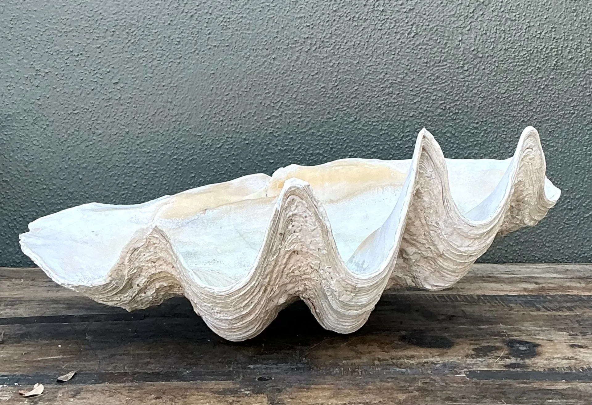 Vintage Gigas Giant Clamshell #7 — additional photo 5