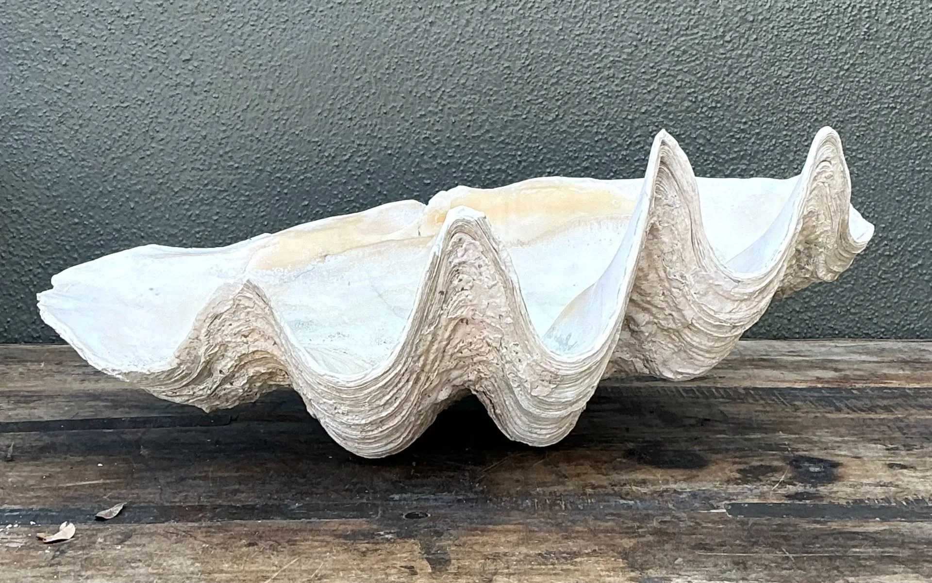 Vintage Gigas Giant Clamshell #7 — additional photo 6