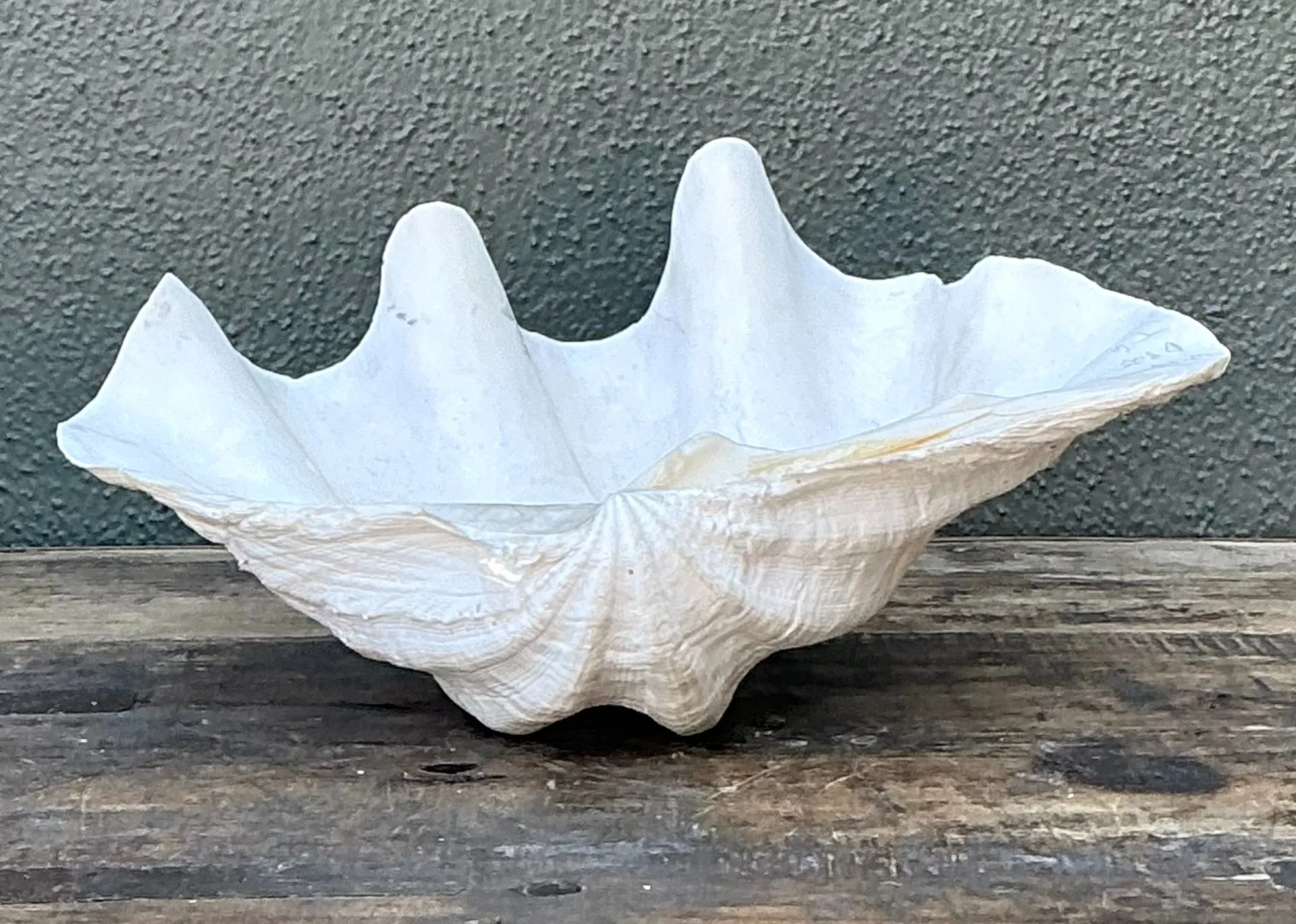 Vintage Gigas Giant Clamshell #8 — additional photo 1
