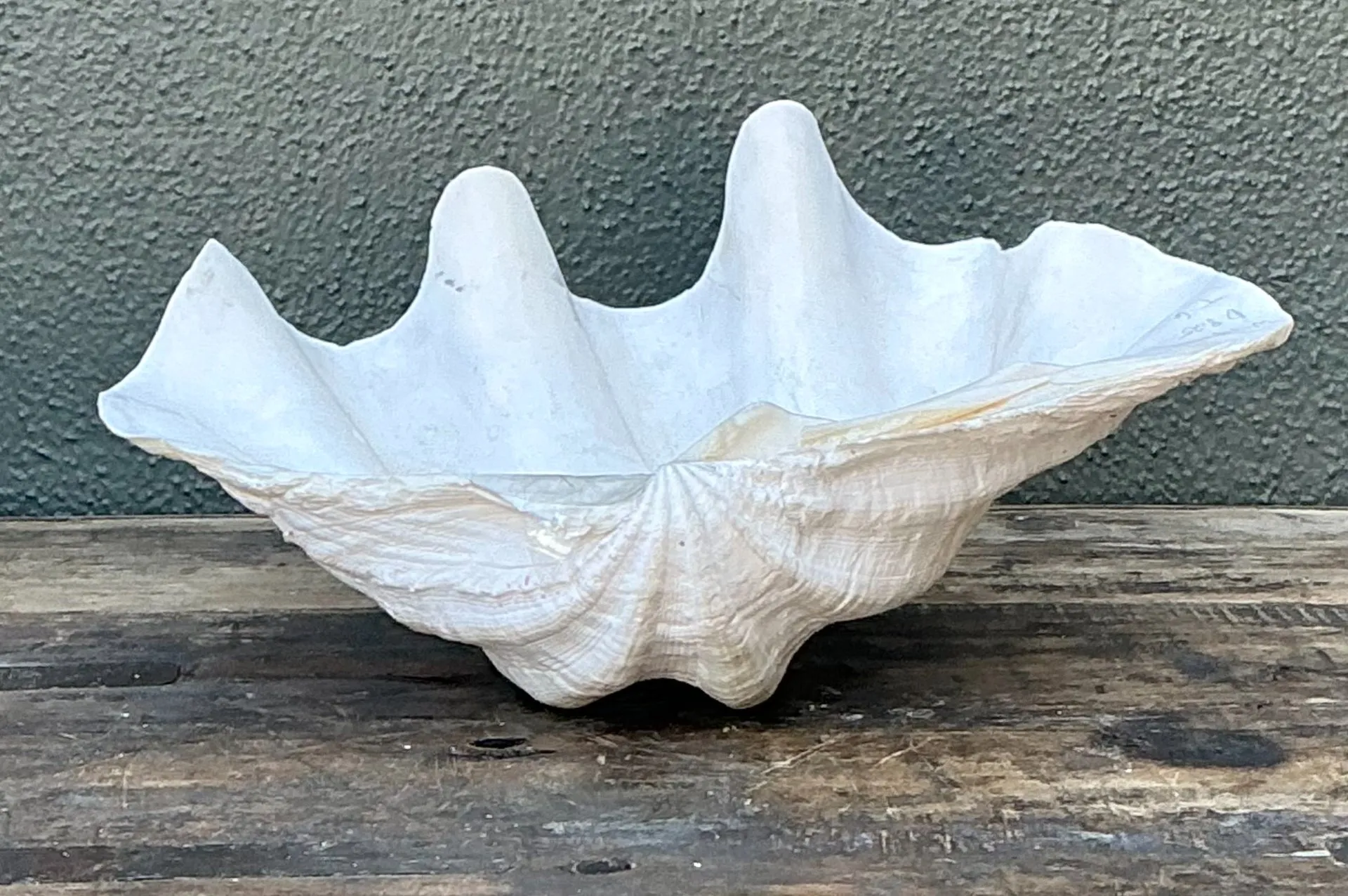 Vintage Gigas Giant Clamshell #8 — additional photo 2