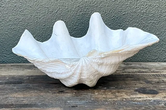 Vintage Gigas Giant Clamshell #8 — additional photo 2