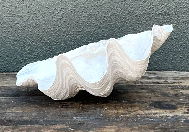 Vintage Gigas Giant Clamshell #8 — additional photo 4