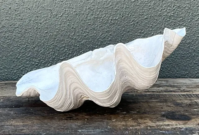 Vintage Gigas Giant Clamshell #8 — additional photo 5