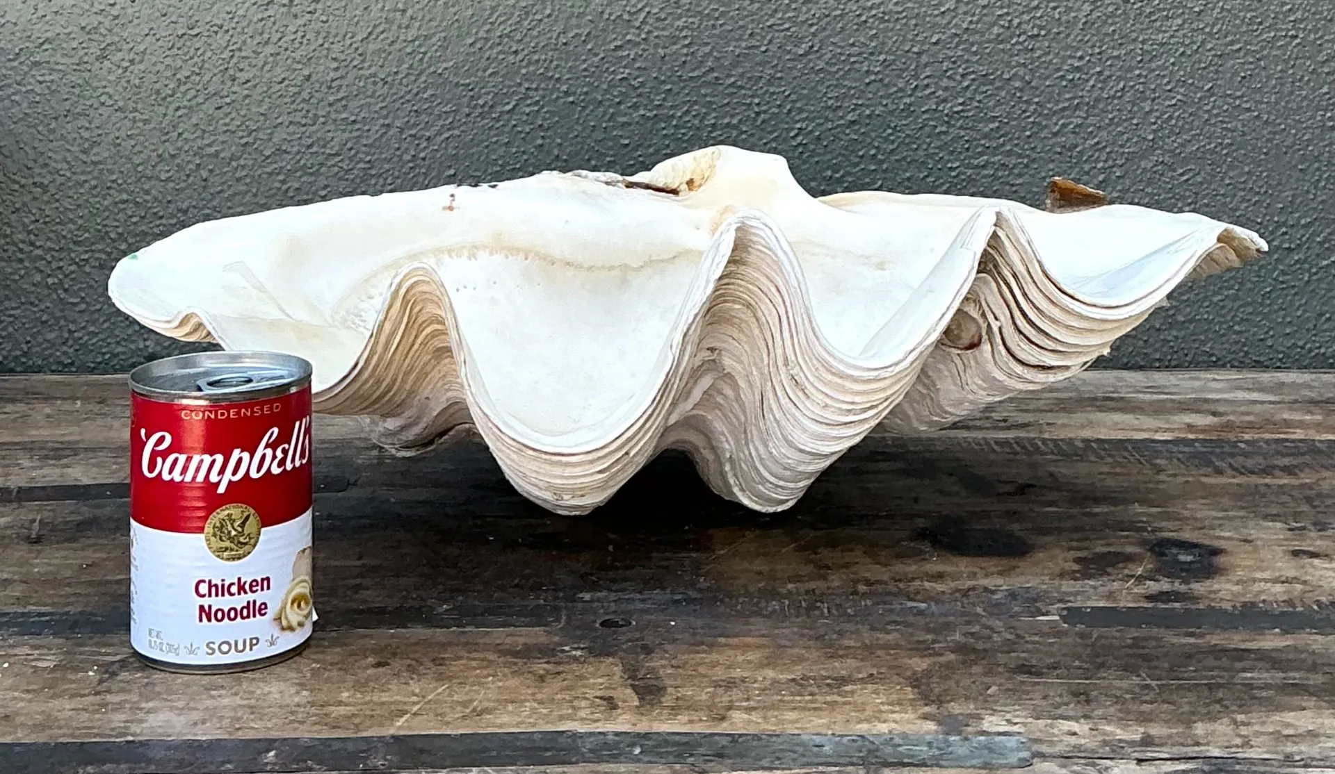 Vintage Gigas Giant Clamshell #9 — additional photo 8
