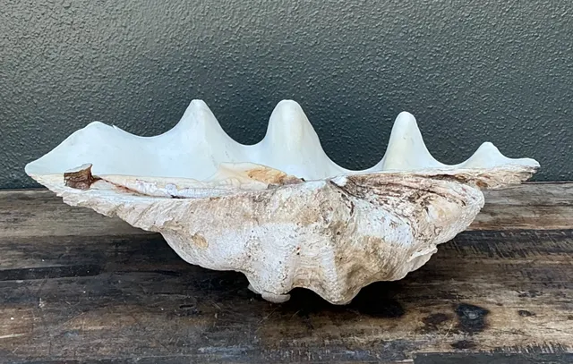 Vintage Gigas Giant Clamshell #9 — additional photo 1