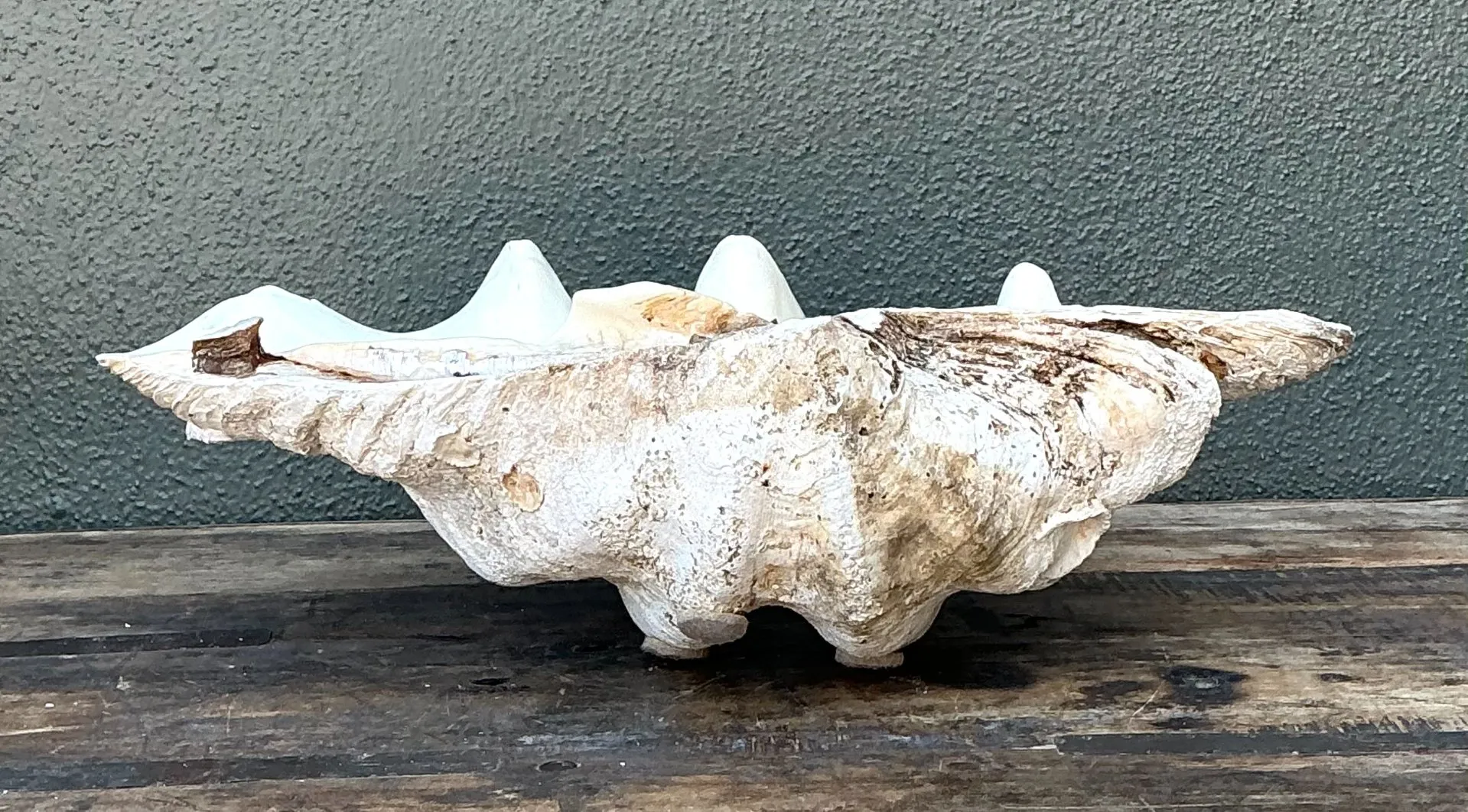 Vintage Gigas Giant Clamshell #9 — additional photo 2