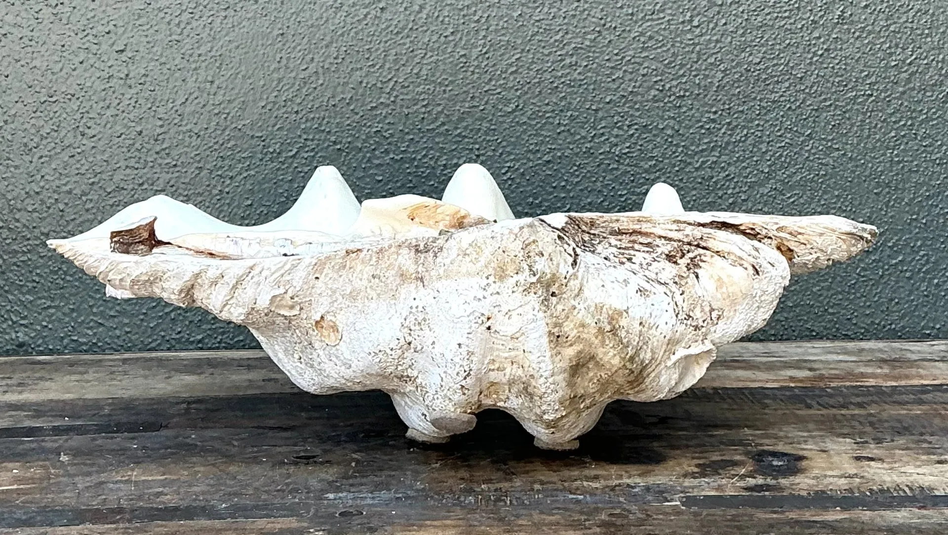 Vintage Gigas Giant Clamshell #9 — additional photo 3
