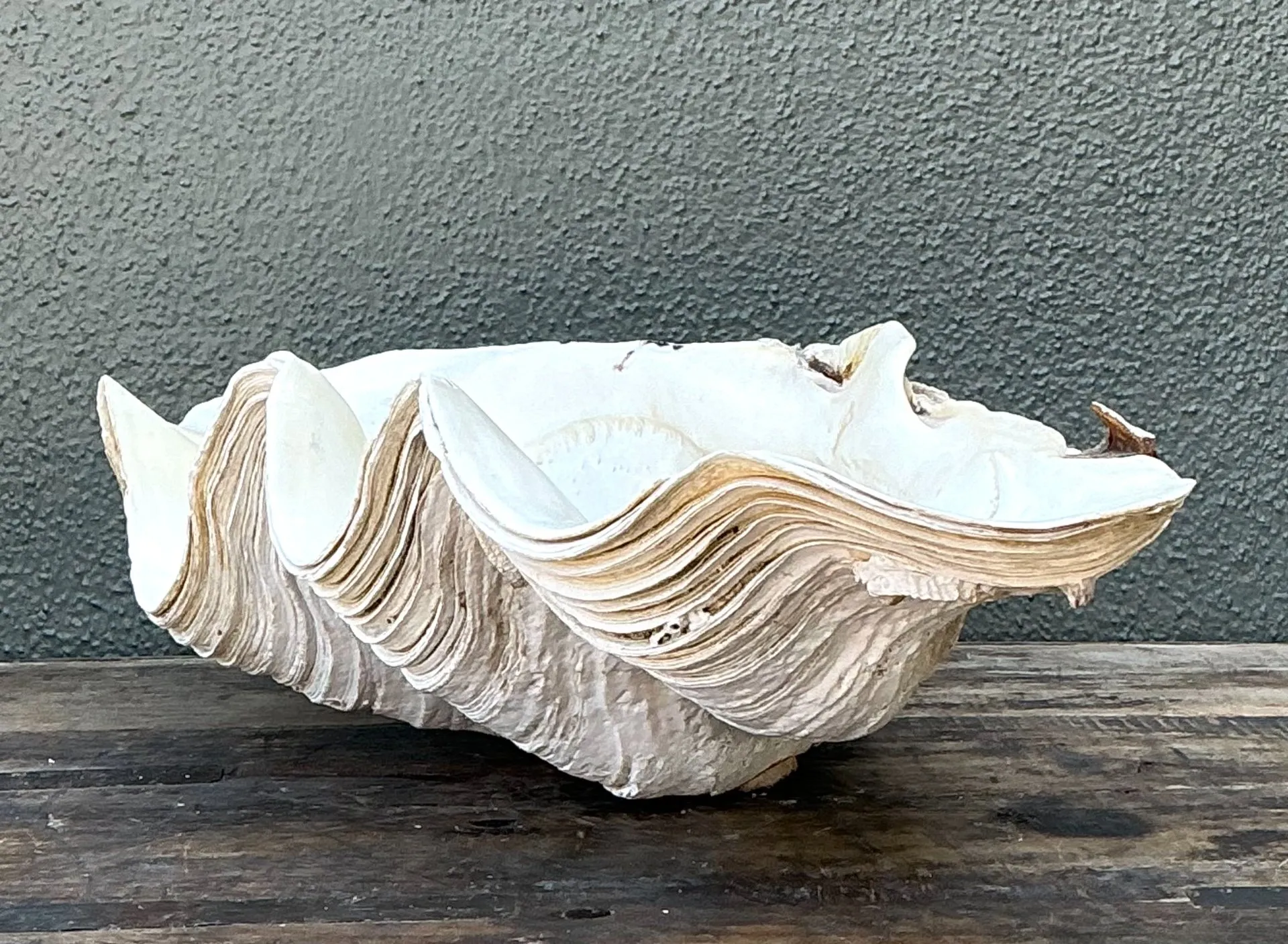 Vintage Gigas Giant Clamshell #9 — additional photo 4