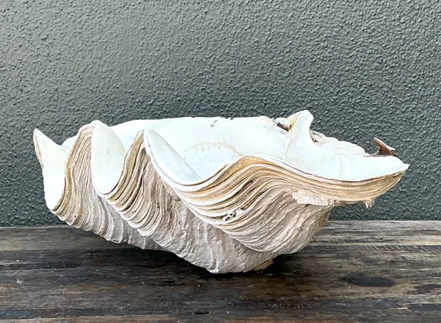 Vintage Gigas Giant Clamshell #9 — additional photo 4