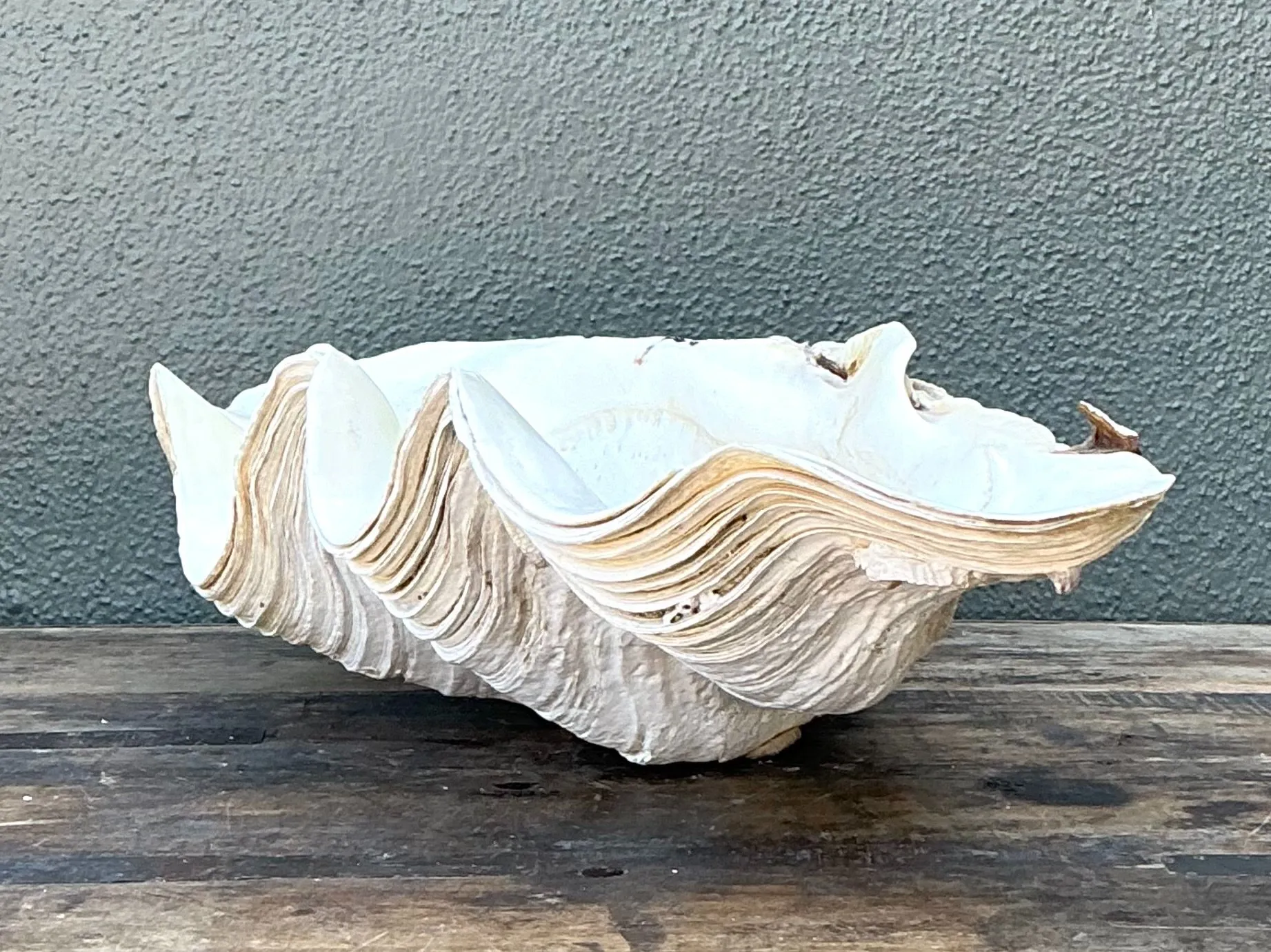 Vintage Gigas Giant Clamshell #9 — additional photo 5