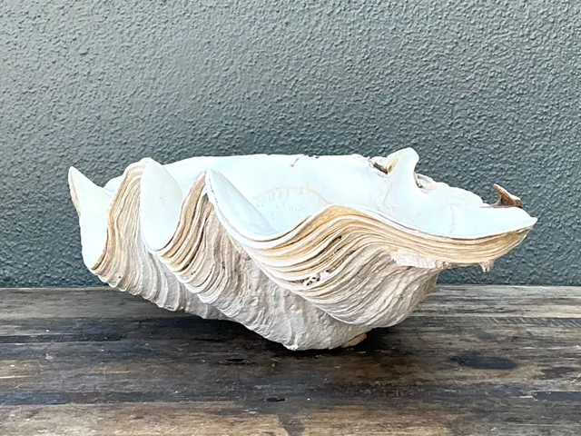 Vintage Gigas Giant Clamshell #9 — additional photo 5