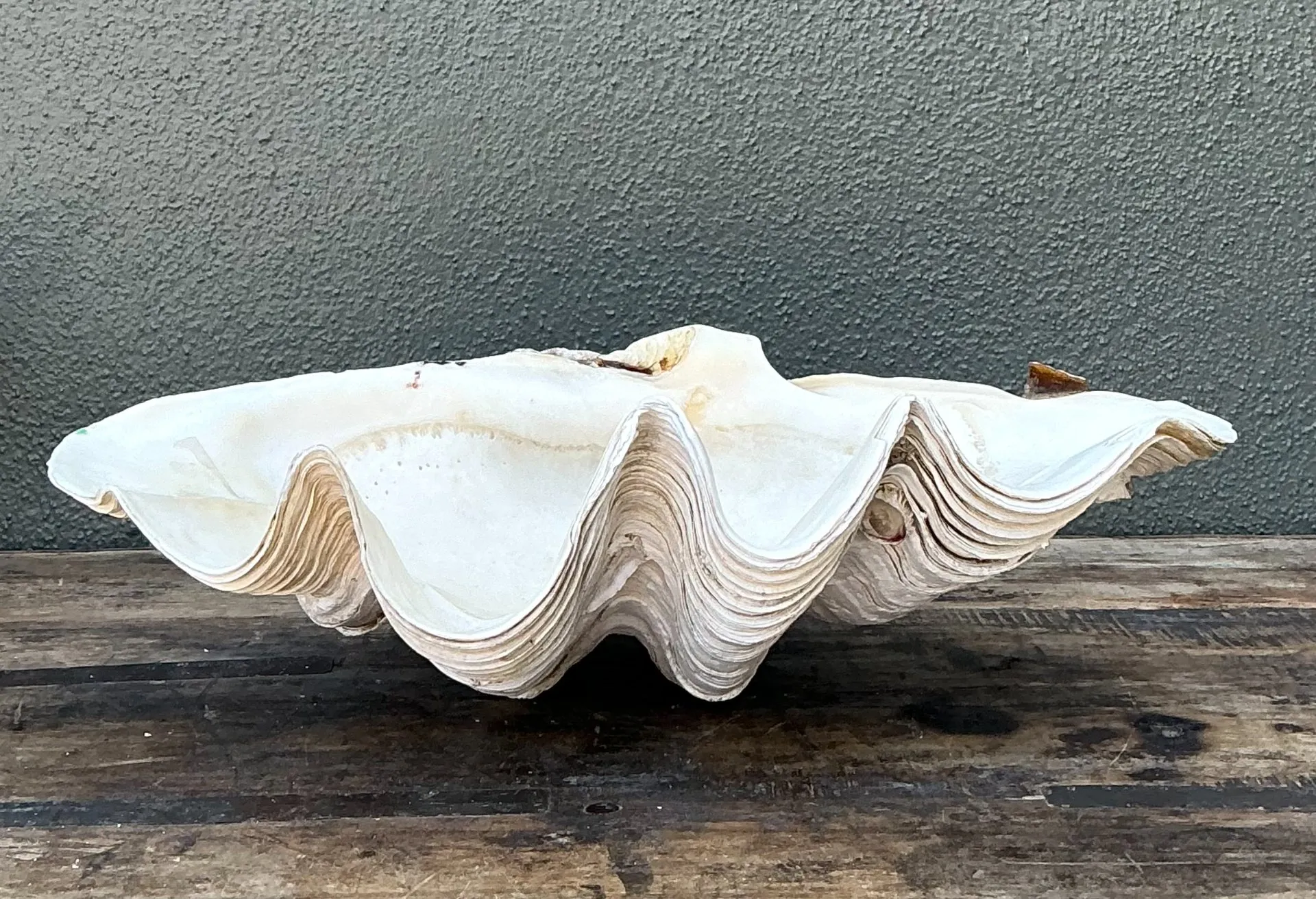 Vintage Gigas Giant Clamshell #9 — additional photo 6