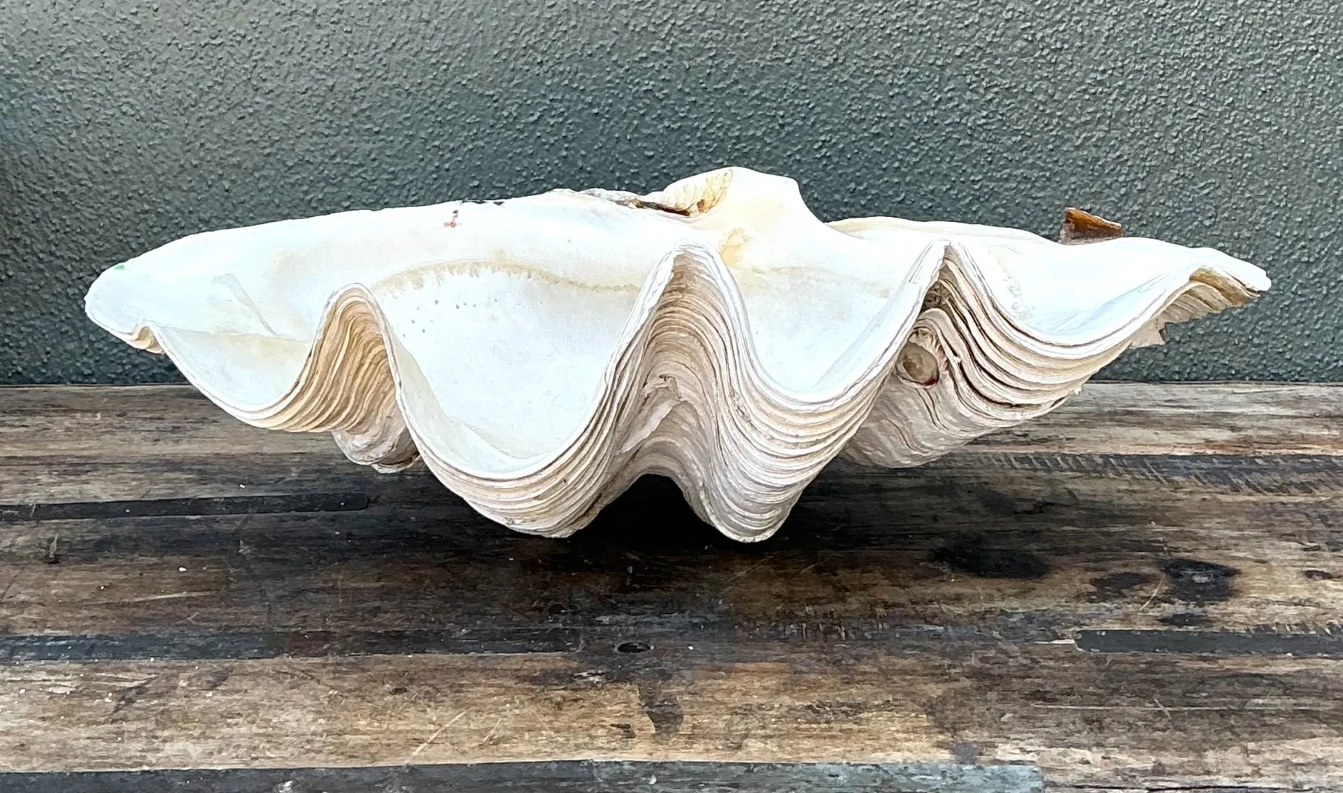 Vintage Gigas Giant Clamshell #9 — additional photo 7