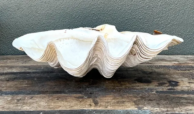 Vintage Gigas Giant Clamshell #9 — additional photo 7