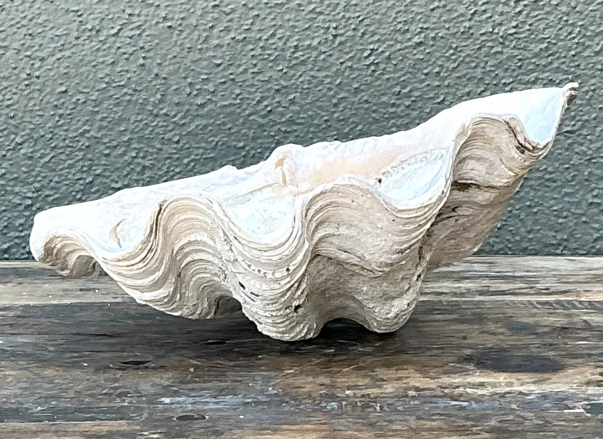 Vintage Gigas Giant Clamshell #10 — additional photo 1