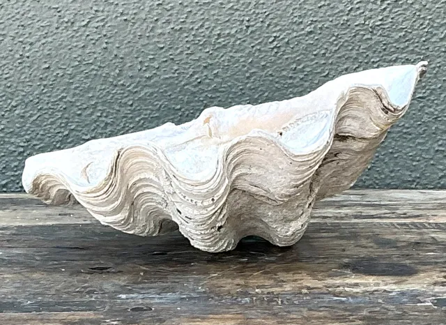 Vintage Gigas Giant Clamshell #10 — additional photo 1