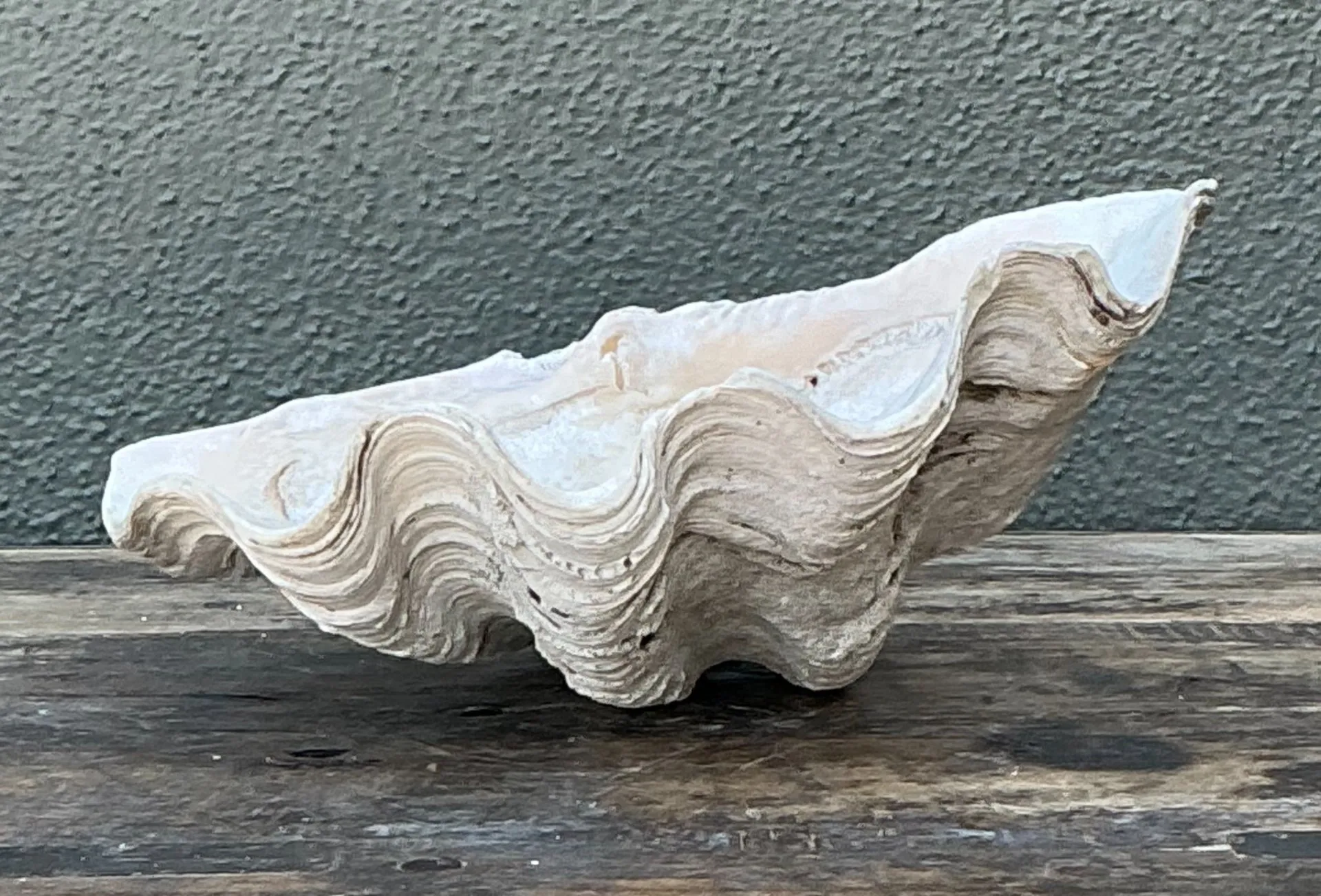Vintage Gigas Giant Clamshell #10 — additional photo 2