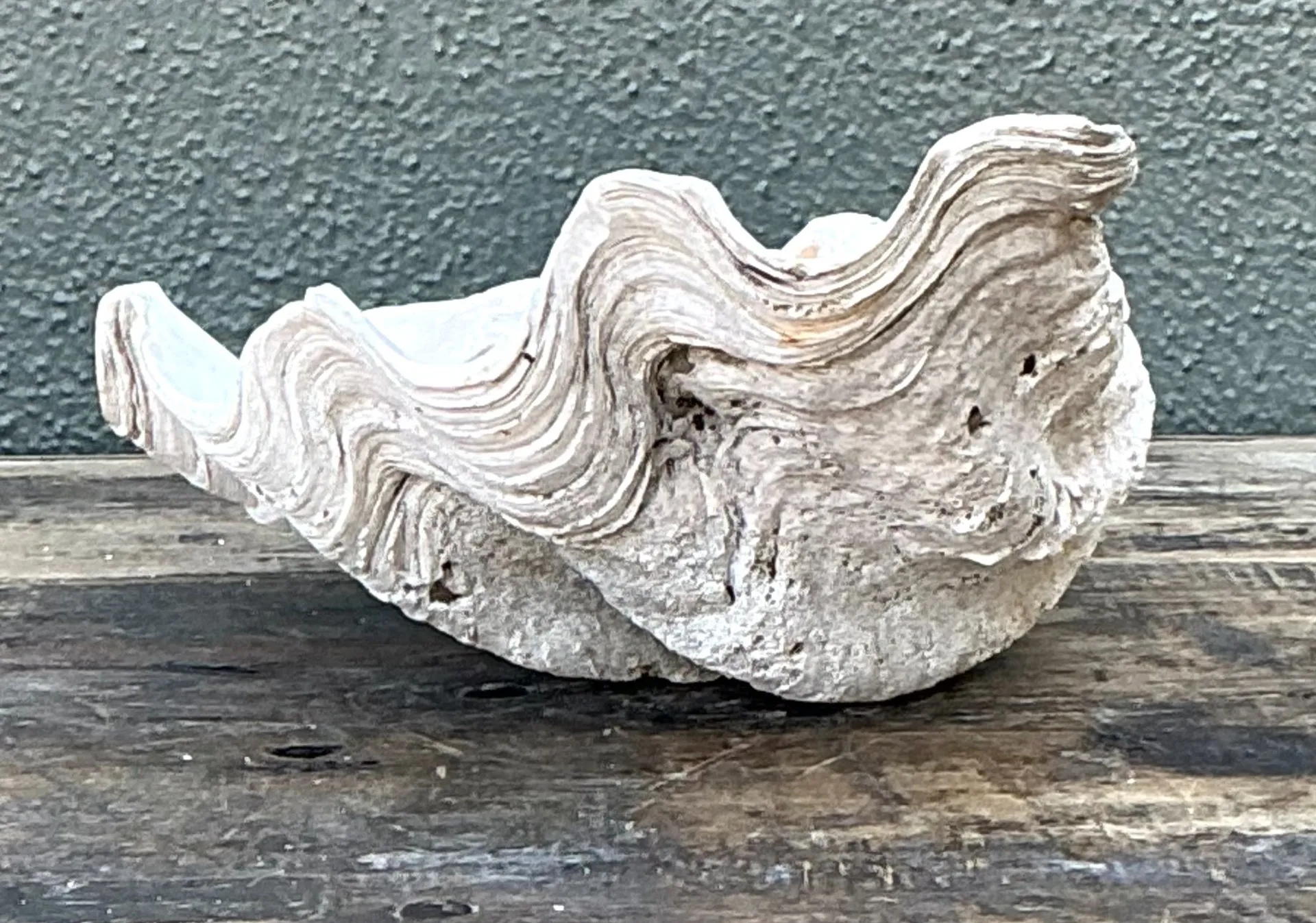Vintage Gigas Giant Clamshell #10 — additional photo 3
