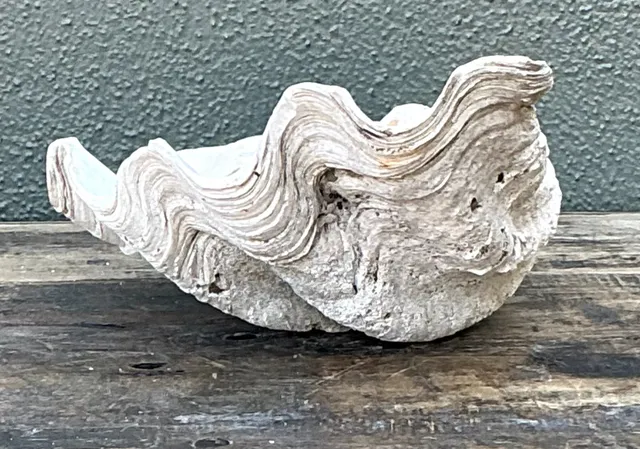 Vintage Gigas Giant Clamshell #10 — additional photo 3