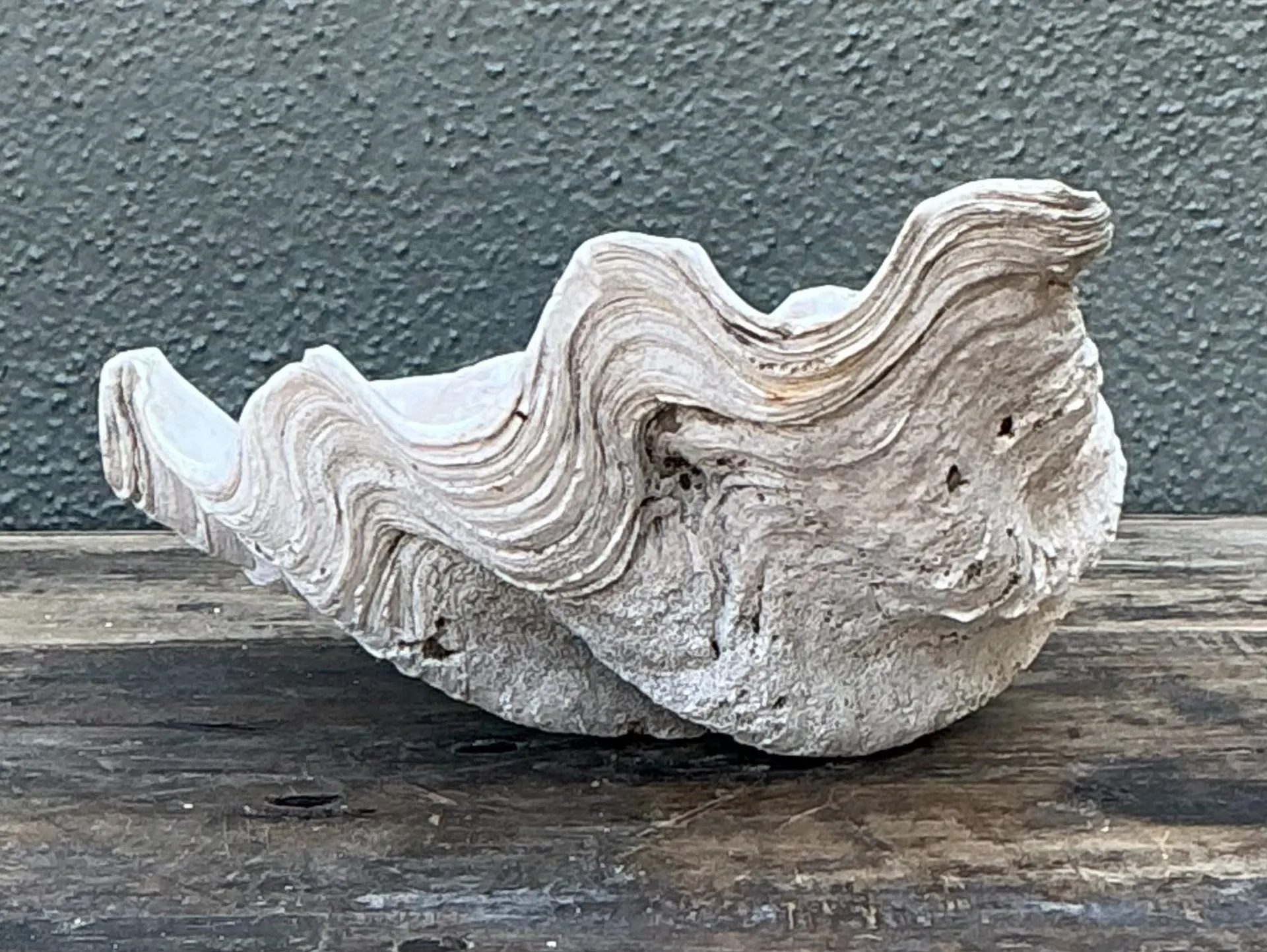 Vintage Gigas Giant Clamshell #10 — additional photo 4