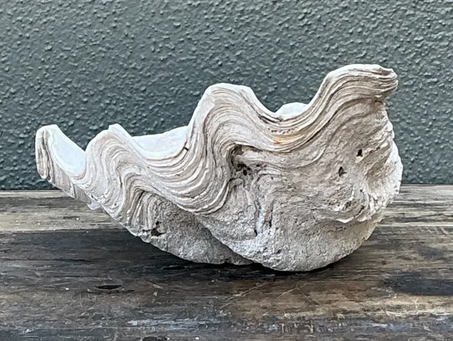Vintage Gigas Giant Clamshell #10 — additional photo 4