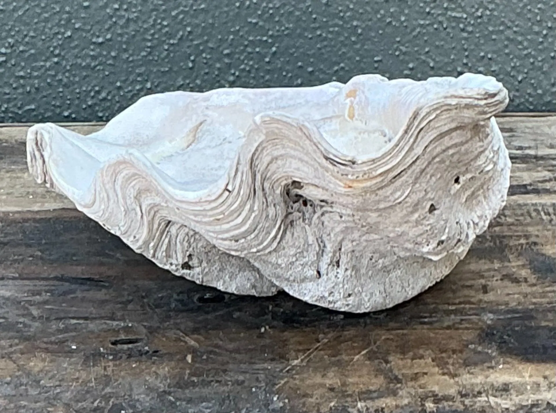 Vintage Gigas Giant Clamshell #10 — additional photo 5