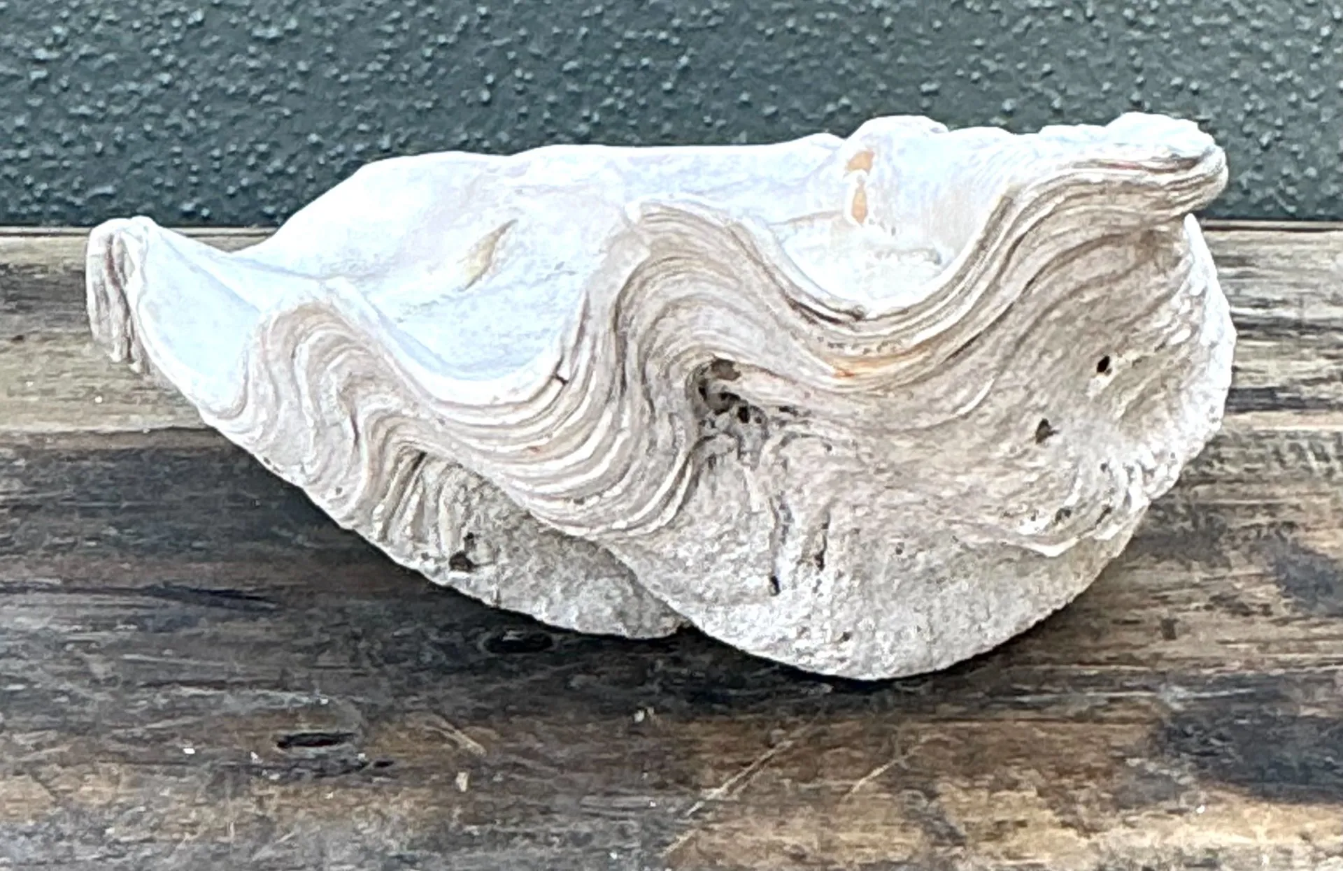 Vintage Gigas Giant Clamshell #10 — additional photo 6
