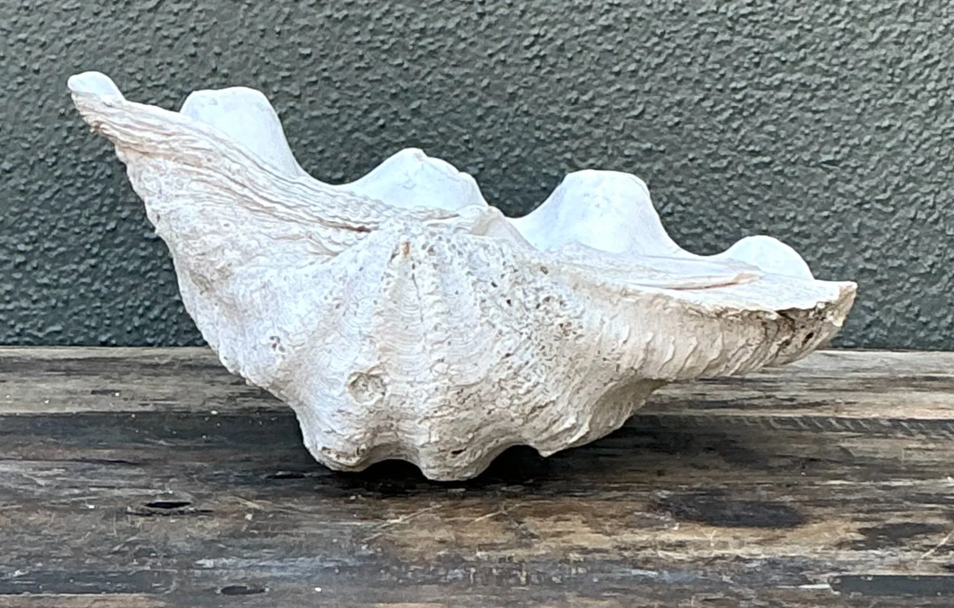 Vintage Gigas Giant Clamshell #10 — additional photo 7