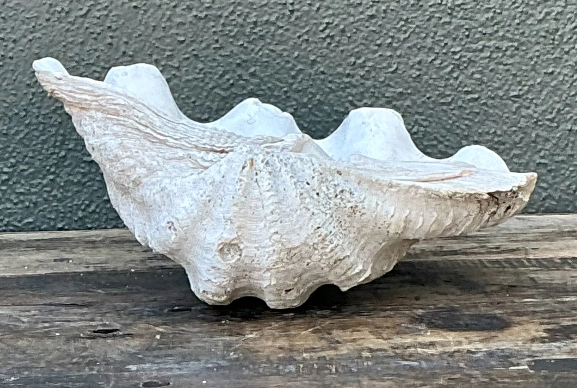 Vintage Gigas Giant Clamshell #10 — additional photo 8