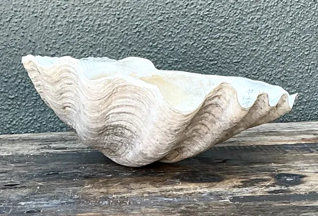 Vintage Gigas Giant Clamshell #11 — additional photo 7