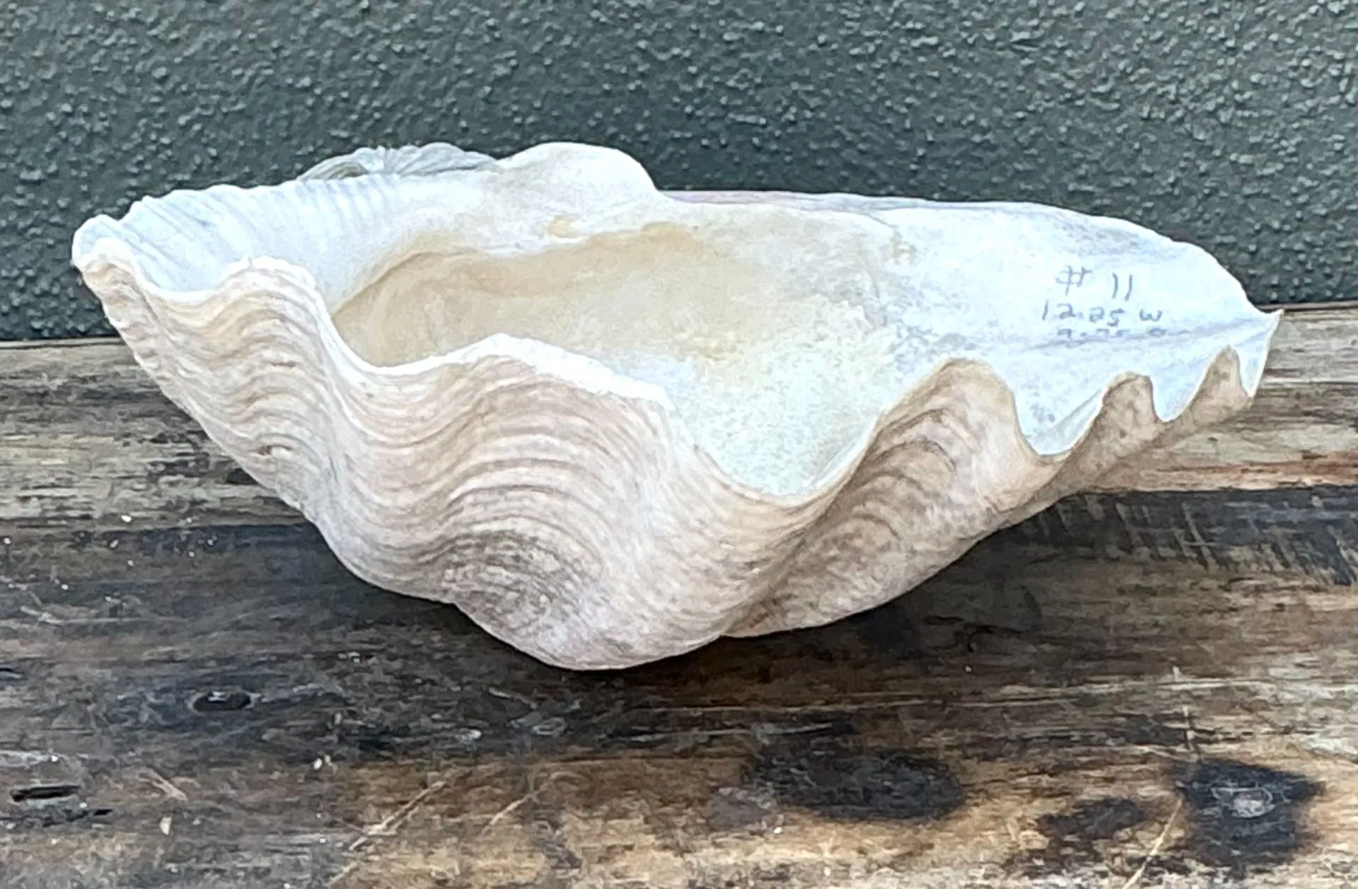 Vintage Gigas Giant Clamshell #11 — additional photo 1