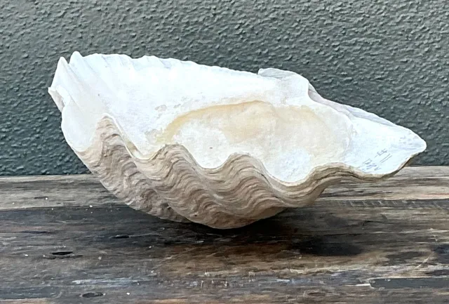 Vintage Gigas Giant Clamshell #11 — additional photo 2